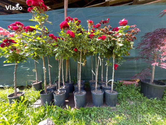 Щамбова роза - роза дръвче, снимка 4 - Градински цветя и растения - 45825575