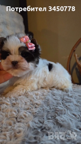 мини момиченце йоркшир биро, снимка 7 - Йоркширски териер - 53513378