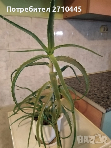 Лечебно Дървовидно Алое, снимка 4 - Стайни растения - 40822679