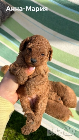 Той пудел момченце и момиченца, снимка 4 - Пудели - 54179965