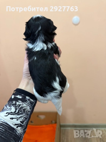 Бивер йоркширски териер, снимка 4 - Йоркширски териер - 54076207