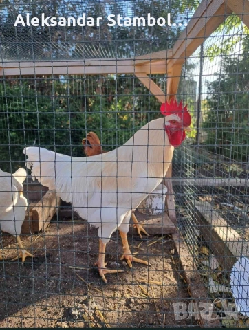 Петле на 9 месеца