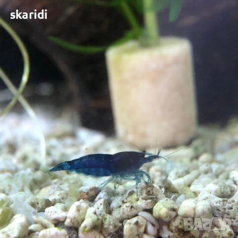 Скариди неокаридини Блу Дримс