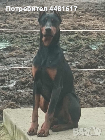 Чистокръвни добермани, снимка 5 - Доберман - 53405620