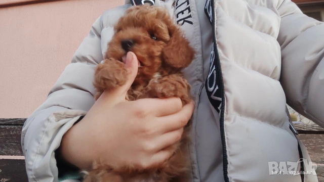 Пудел той , снимка 6 - Пудели - 54303992