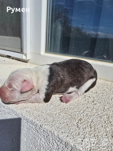 Американски стафордшир териер , снимка 6 - Американски стафордширски териер - 54059702