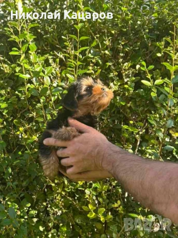 Йоркширски териер , снимка 5 - Йоркширски териер - 52536609