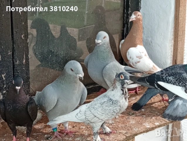 Блондинети , стандартни ардезио пощенски гълъби и още, снимка 8 - Гълъби - 54192620