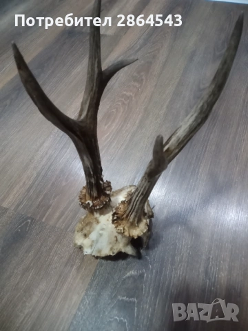 Черепче от сръндак за декорация !, снимка 4 - Декорация за дома - 53710499