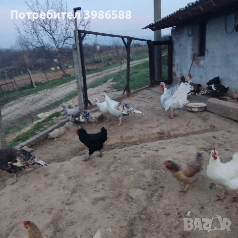 Яйца за люпене от Пуйки и Кокошки, снимка 16 - Кокошки и пуйки - 53287481