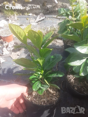 Вечнозена лавровишна, снимка 2 - Градински цветя и растения - 53009764