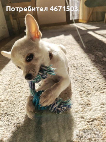 Чихупинчер , снимка 4 - Пинчер - 53937653