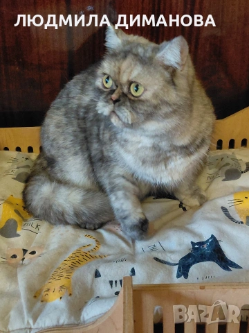 Персийско женско. , снимка 6 - Персийска - 53016773