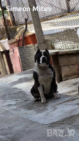 Американски Стафордшир Териери (Амстаф) 