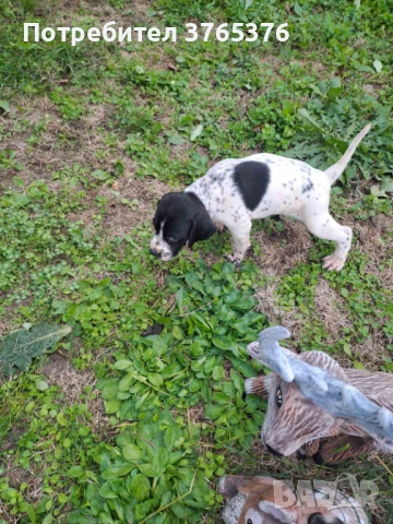 Английски пойнтер, снимка 5 - Пойнтер - 52475317