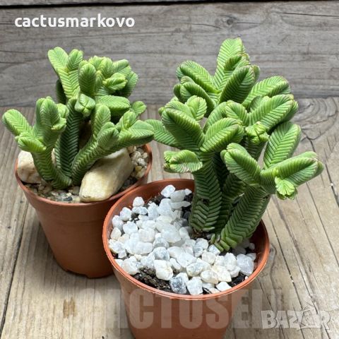 Crassula pyramidalis, снимка 1 - Стайни растения - 46694892