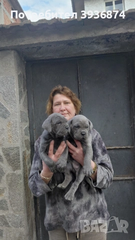 кане корсо , снимка 3 - Кане корсо - 53974836