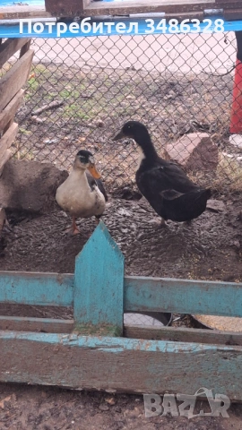 Продавам 2 бр патици