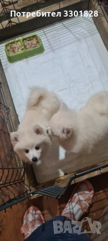 Мини шпиц, снимка 2 - Шпиц - 53787786