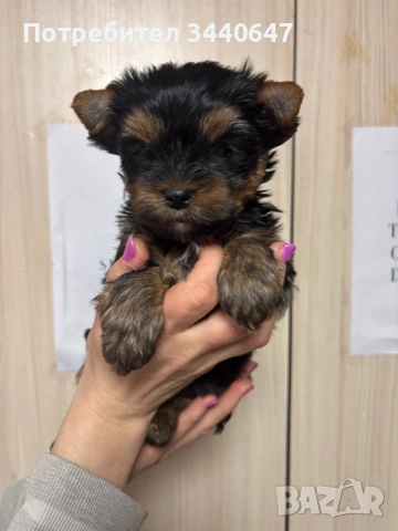 Женско йорки , снимка 6 - Йоркширски териер - 53797849