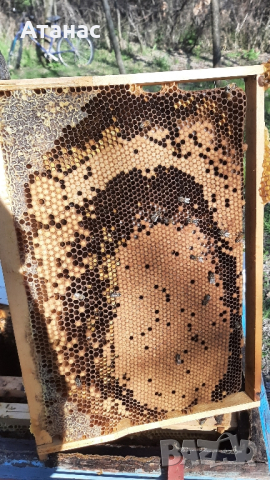 Продавам презимували пчелни семейства / отводки с миналогодишни майки, снимка 3 - Други животни - 44937029