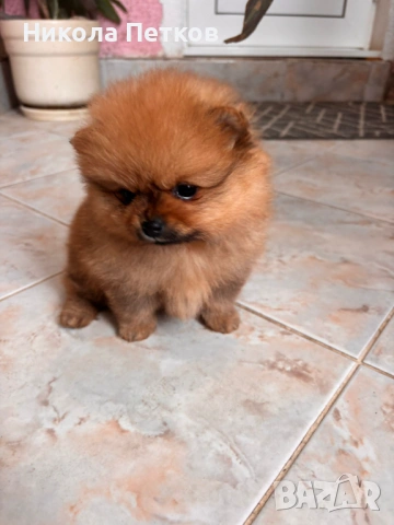 Померан мини