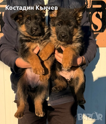 Немска овчарка кученца