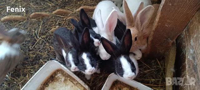 Зайци по 30лв., снимка 1