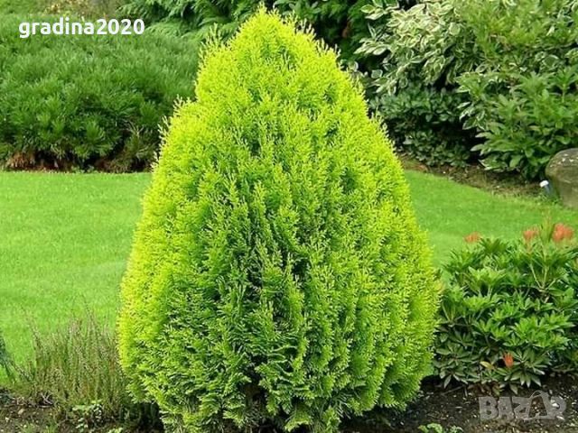 Туя Ауреа Нана Thuja Aurea Nana - златна , снимка 2 - Градински цветя и растения - 29440263