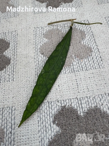 Hoya Clemensiorum iml 1557