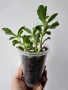 Каланхое, kalanchoe wendy Tinker bell, снимка 3
