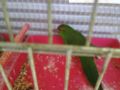 Продавам мъжки зелен папагал Какарики на 1год., снимка 3