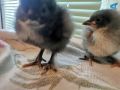 Пилета от домашни кокошки носачки на 5 дни + Брама и Джърси Гигант, снимка 5