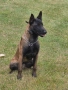белгийска овчарка малиноа , снимка 6