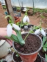 Кокичета в саксия , снимка 2
