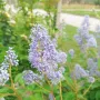 Калифорнийски люляк Хенри Дефозе,  Ceanothus 'Henry Defosee', снимка 8