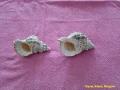 Морски раковини, снимка 3