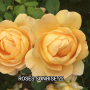 Рози в контейнер , снимка 1 - Разсади - 44950327