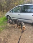 Сиви немски овчарки , снимка 11