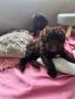  ТОЙ ШОКОЛАД ПУДЕЛ/ TOY POODLE , снимка 1