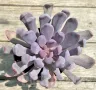 Graptoveria ‘Lilac spoons’, снимка 2