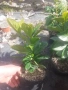Вечнозена лавровишна, снимка 2