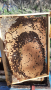 Продавам презимували пчелни семейства / отводки с миналогодишни майки, снимка 3