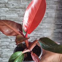 Филодендрон red, снимка 4 - Стайни растения - 45232936
