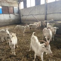 Продавам кози, снимка 3 - Кози - 45701978
