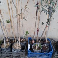 Студоустойчиви маслини Мегарон, снимка 13 - Градински цветя и растения - 42298151
