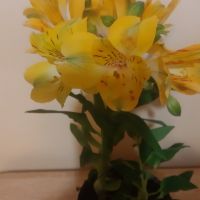 Жълта Алстромерия - градинска, снимка 1 - Градински цветя и растения - 45299389
