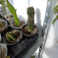 Различни кактуси, снимка 4 - Стайни растения - 45350691