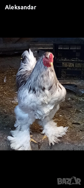 Петел Сплаш Брама, снимка 1