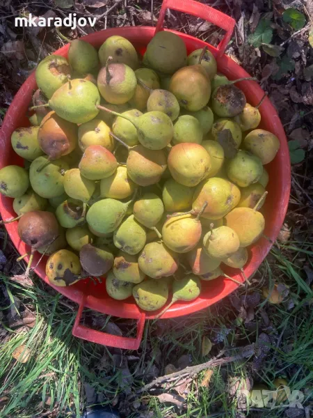 круши дюли ябълки билки чай, снимка 1